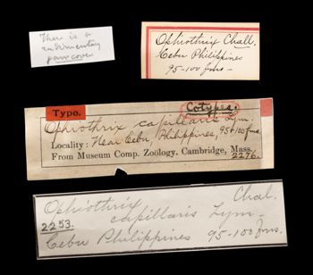 Media type: image;   Invertebrate Zoology OPH-2276 Aspect: labels